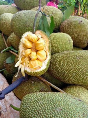 giống mít thái