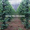 Giống tiêu srilanka