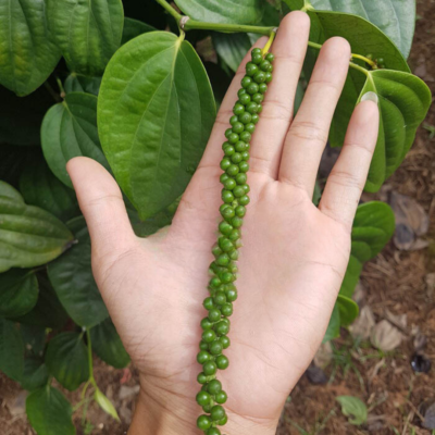 Giống tiêu srilanka