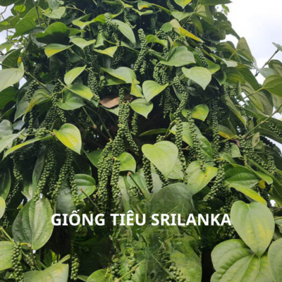 Giống tiêu srilanka