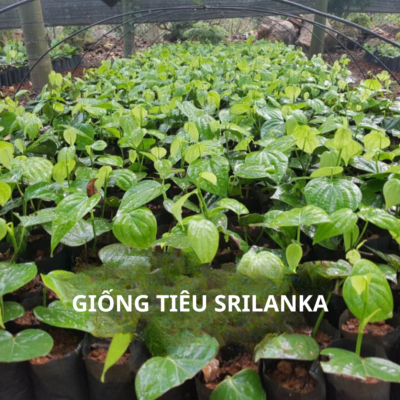 Giống tiêu srilanka