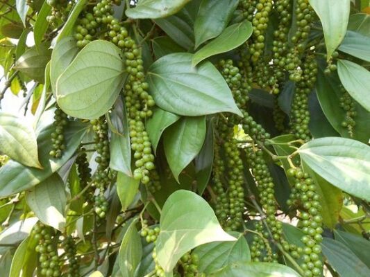 Giống tiêu Vĩnh Linh