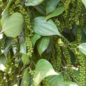 Giống Tiêu