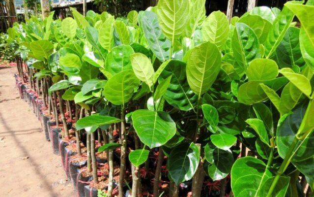 Giống mít tố nữ 2024 cây giống mít tố nữ