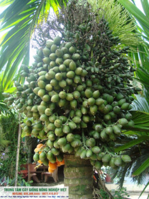 giống cau lùn