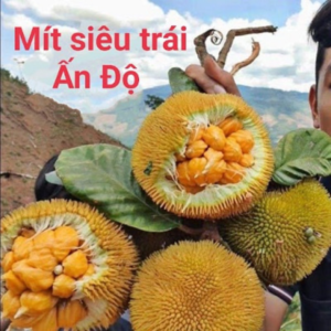 Giống mít Ấn Độ