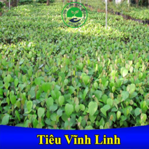 Giống tiêu Vĩnh Linh