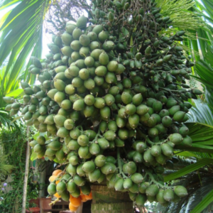 Giống cau