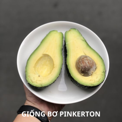 Giống bơ pinkerton