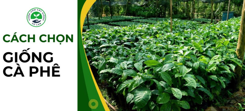 Cách chọn giống cà phê