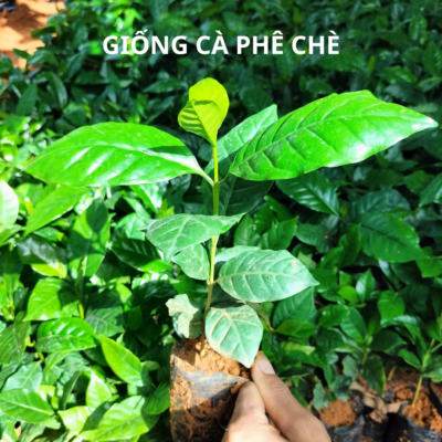 Giống cà phê chè THA1 Giống cà phê chè