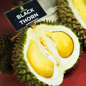 giống sầu riêng black thorn