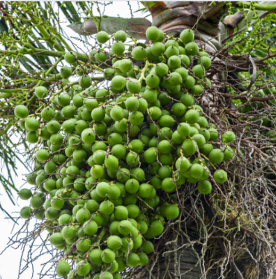 Làm giàu từ cau