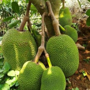 Giống mít