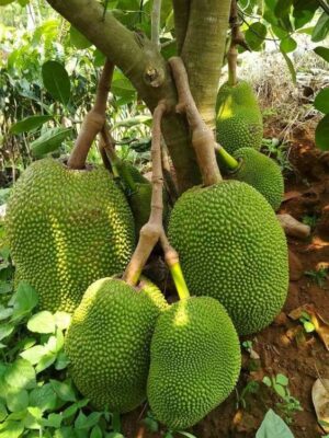 Giống mít tố nữ 2024 giống mít thái