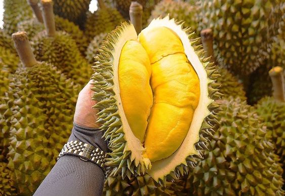 Giống sầu riêng Musang King giống sầu riêng musang king
