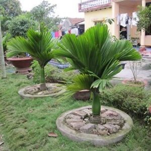 giống cau lùn
