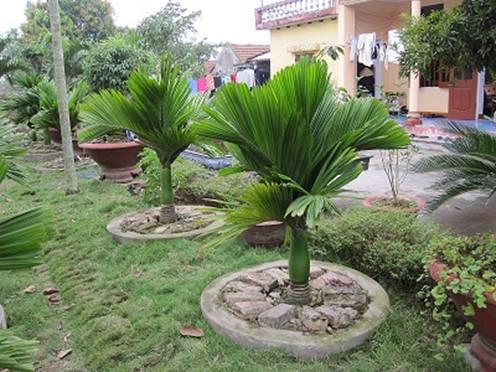 Giống cau lùn giống cau lùn