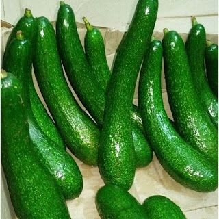 Giống bơ 034 giống bơ 034