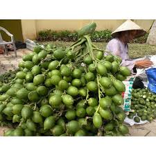 Cách làm giàu từ cau 2024 Làm giàu từ cau