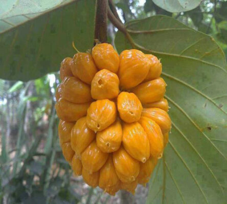 giống mít ấn độ