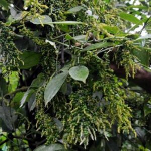 Giống tiêu Thekken Ấn Độ