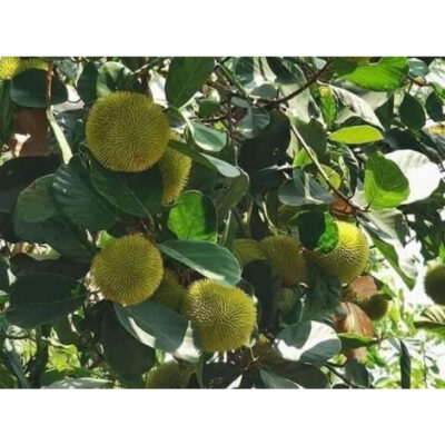 Giống mít Ấn Độ