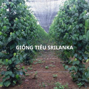 Giống tiêu srilanka
