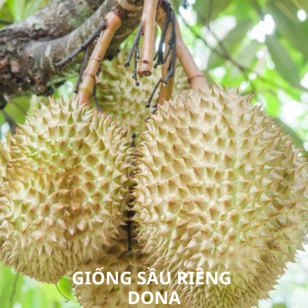 Giống sầu riêng dona