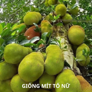 giống mít tố nữ