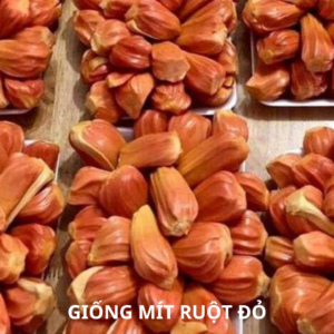Giống mít ruột đỏ