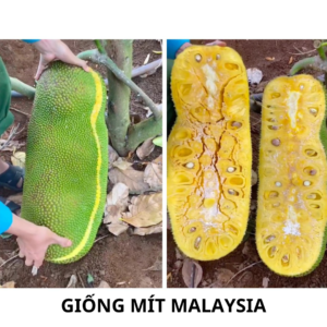 giống mít malaysia