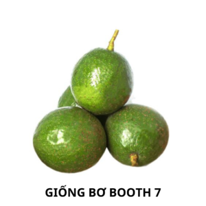 giống bơ booth 7