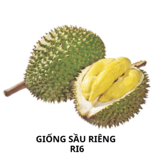 Giống sầu riêng ri6
