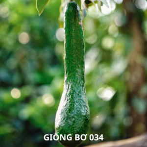 giống bơ 034