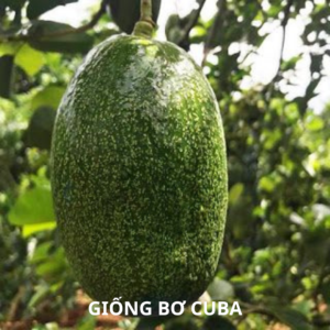 Giống bơ cuba