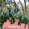 giống bơ sáp