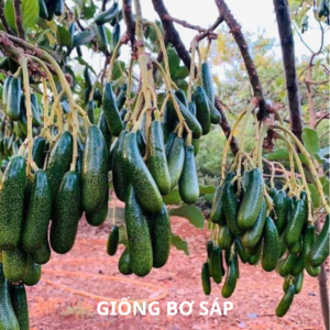 giống bơ sáp
