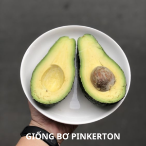 Giống bơ pinkerton