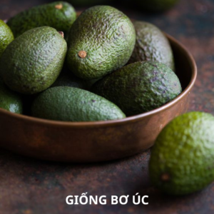 Giống bơ Úc