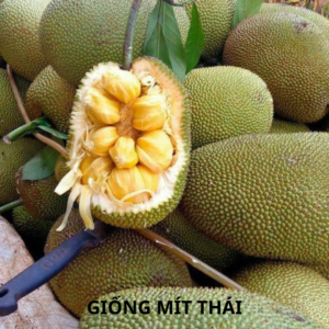 Giống mít thái