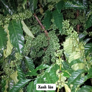 Giống cà phê xanh lùn