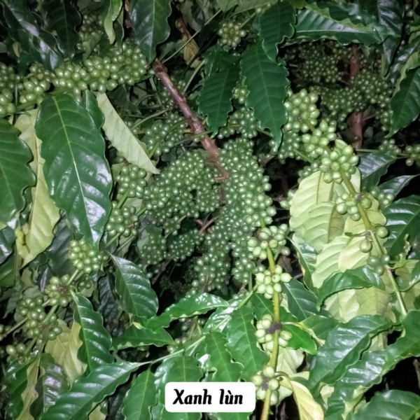 Giống cà phê xanh lùn