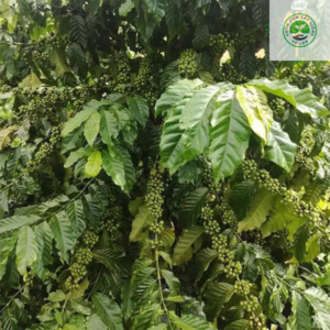 Giống cà phê thiện trường