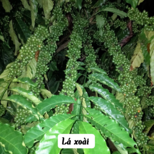 Giống cà phê lá xoài