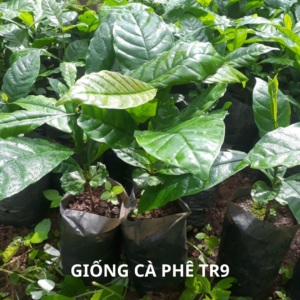 Giống cà phê TR9