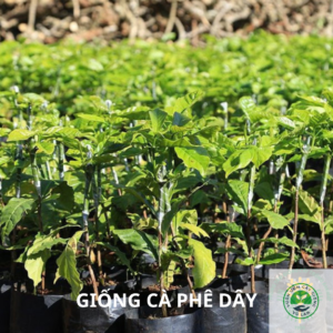 Giống cà phê dây