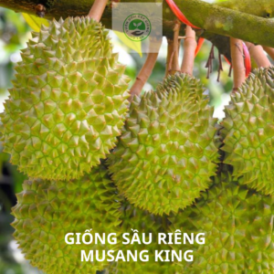 Giống sầu riêng musang king
